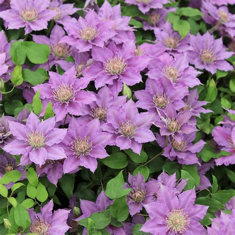 clematis tudor altezza|Clematis Bijou™ Tudor Patio® .